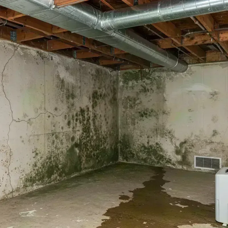 Professional Mold Removal in Guayama, PR